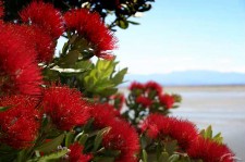 New Zealand pohutukawa-new-zealand-christmas-tree