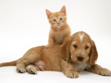 Puppy_And_Kitten_Together