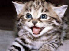 cat laughing