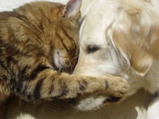 cat_and_dog