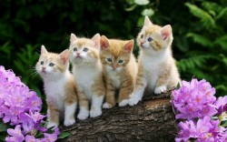 curious_kittens