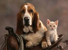 dog & cat on saddle