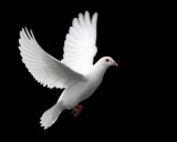 dove symbol of hope