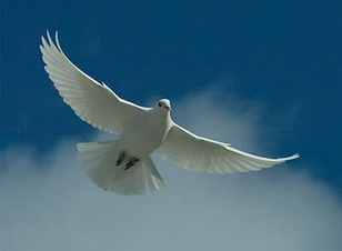 forgiveness and the white-dove-forgiveness