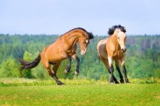 horses playing