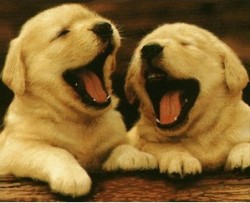 puppies-laughing