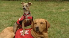 therapy dogs for vertigo and seizures