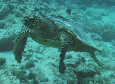 Giant Sea Turtle
