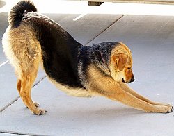 yoga downward-dog-yoga-pose