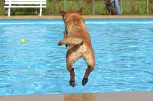 dog jumping in pool 2