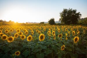 field of sunflowers