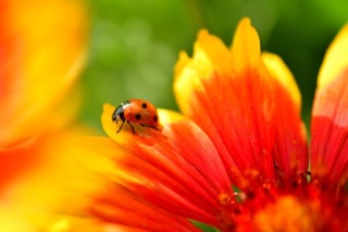 Lady bug on flower