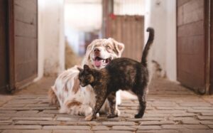 Dog and cat loving each other