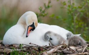 Duck and her ducklings