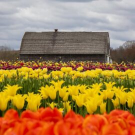 New England Tulip Harvest