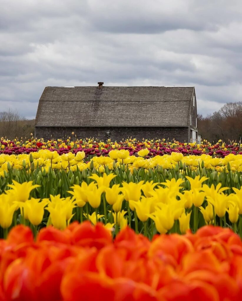 New England Tulip Harvest