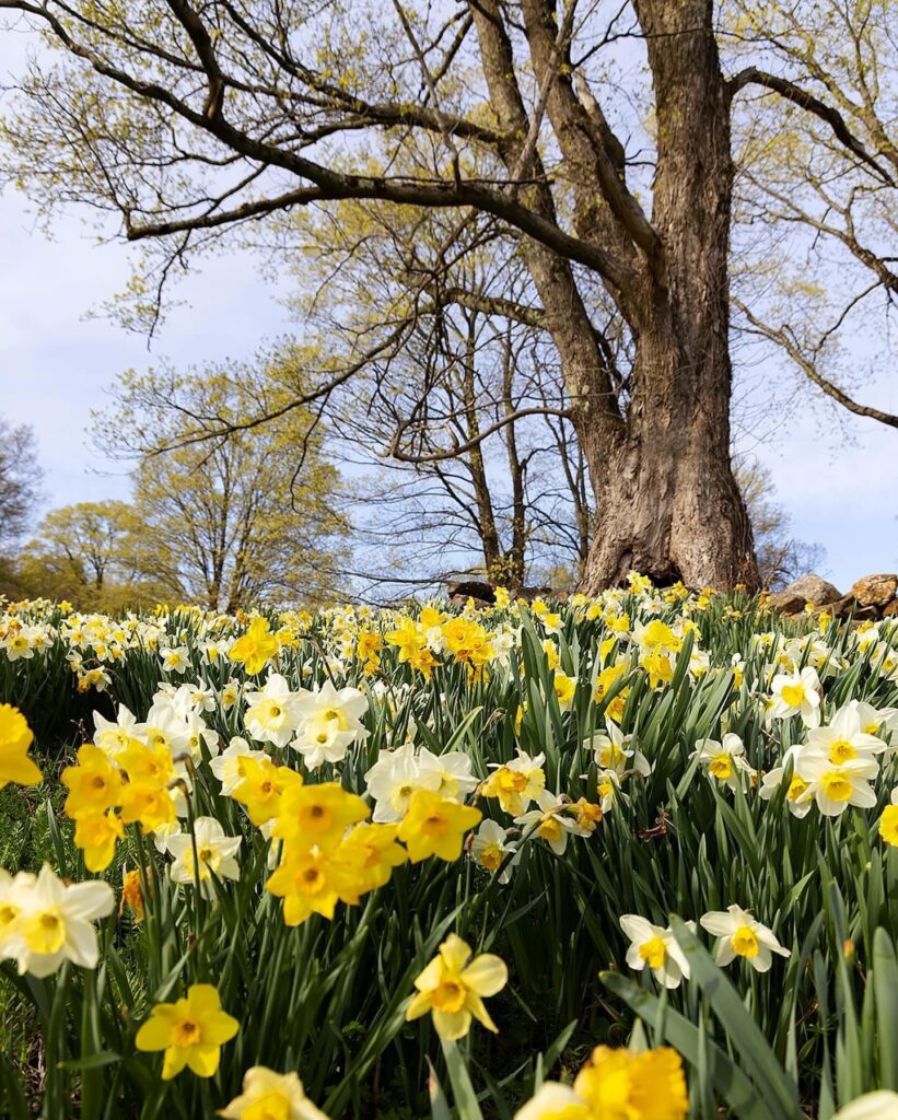 daffodils by a tree