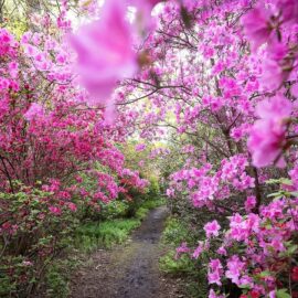 Azalea Garden