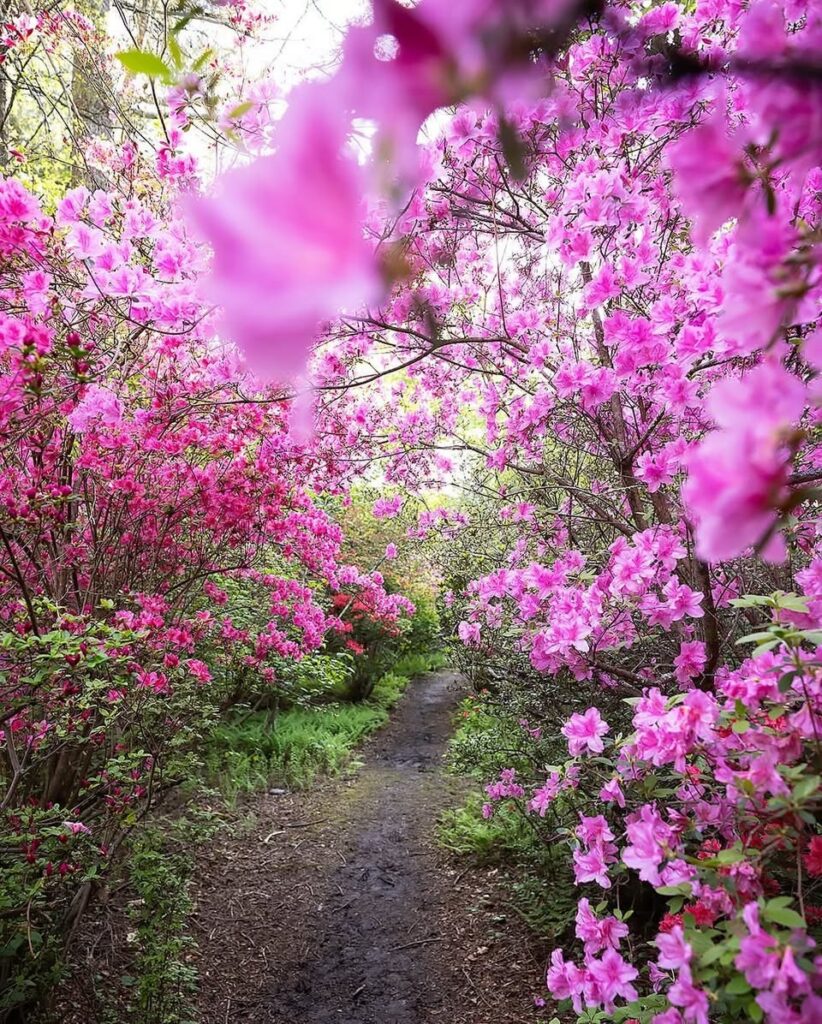 Azalea Garden