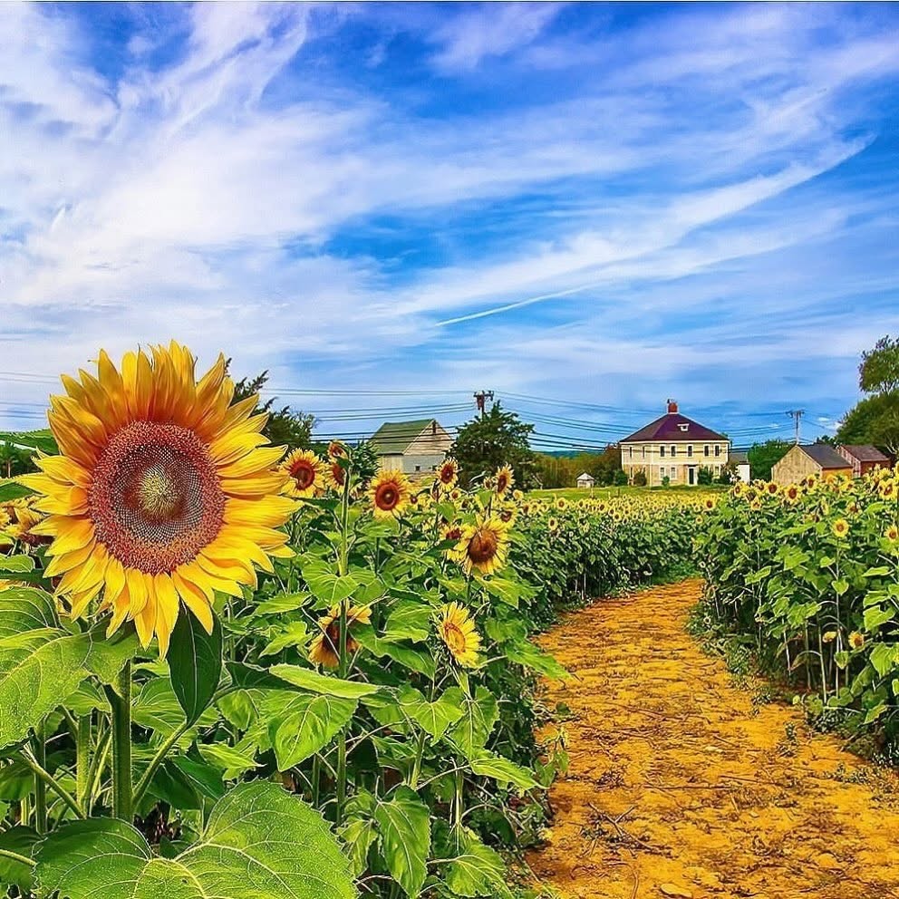 Giant sunflowers